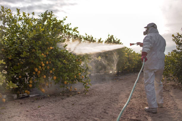 Best Bed Bug Extermination  in Olympia Fields, IL