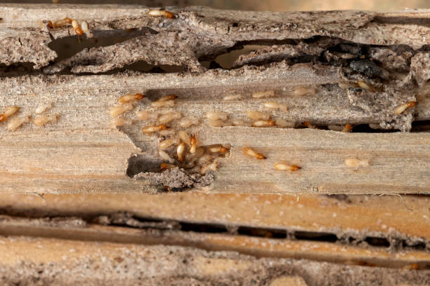 Best Wildlife Control Services  in Olympia Fields, IL